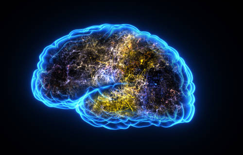 Brain development and regeneration