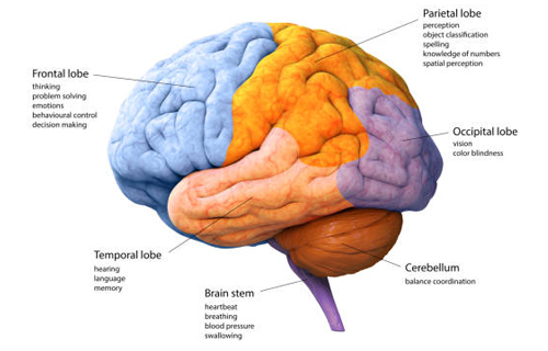 Examining the anatomy of the brain