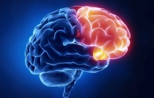 The Prefrontal Cortex