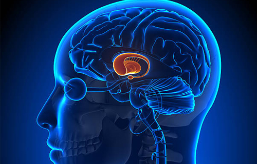 The role of the amygdala