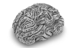 Types of Brain Plasticity