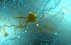 neural activity and behavior